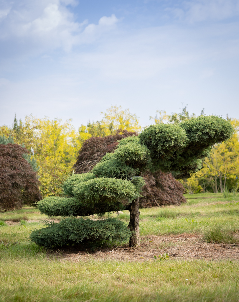 Juniperus media 'Pfitzeriana Glauca' Bonsai